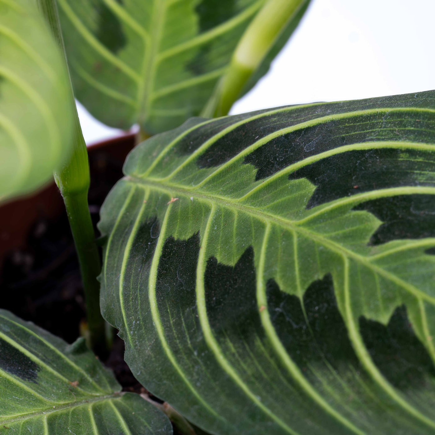 Close-up of Prayer Plant foliage showing red veins, striking markings and unique folding habit, perfect for tropical indoor styling.