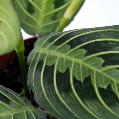 Close-up of Prayer Plant foliage showing red veins, striking markings and unique folding habit, perfect for tropical indoor styling.