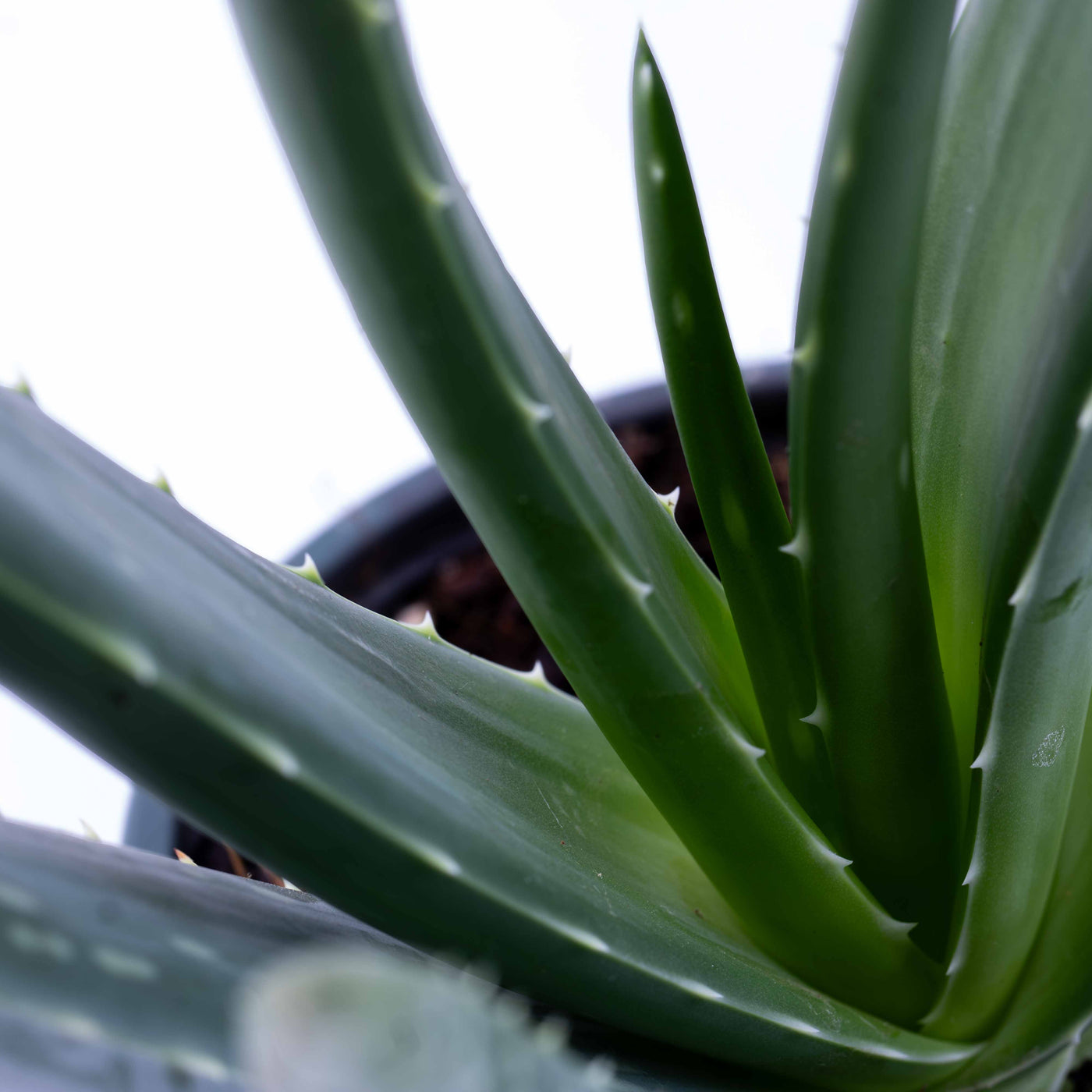 Close-up of Aloe vera foliage showing fleshy textured leaves, perfect for modern décor, natural home styling, and plant wellness lovers.
