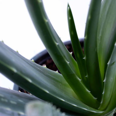 Close-up of Aloe vera foliage showing fleshy textured leaves, perfect for modern décor, natural home styling, and plant wellness lovers.