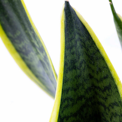 Close-up of Snake Plant foliage showing tall structural leaves and green variegation, perfect for minimalist and contemporary interiors.