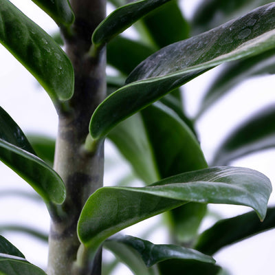Zamioculcas zamiifolia (ZZ Plant) 12cm