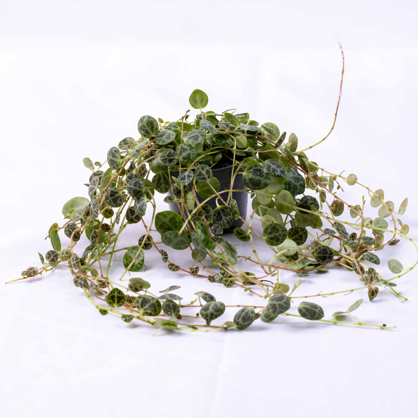 Peperomia prostrata (String of Turtles) 6cm
