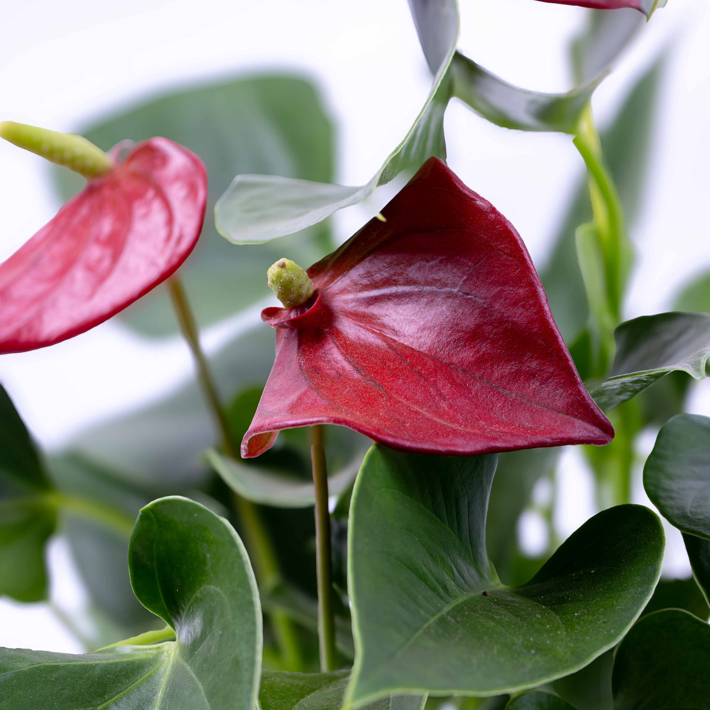 Close-up of Red Flamingo Flower showing vibrant waxy blooms and lush green foliage, perfect for elegant home or office styling.