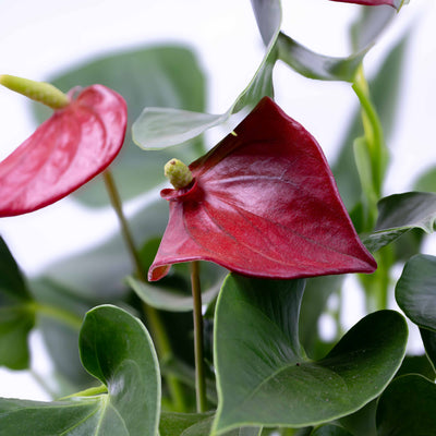 Close-up of Red Flamingo Flower showing vibrant waxy blooms and lush green foliage, perfect for elegant home or office styling.