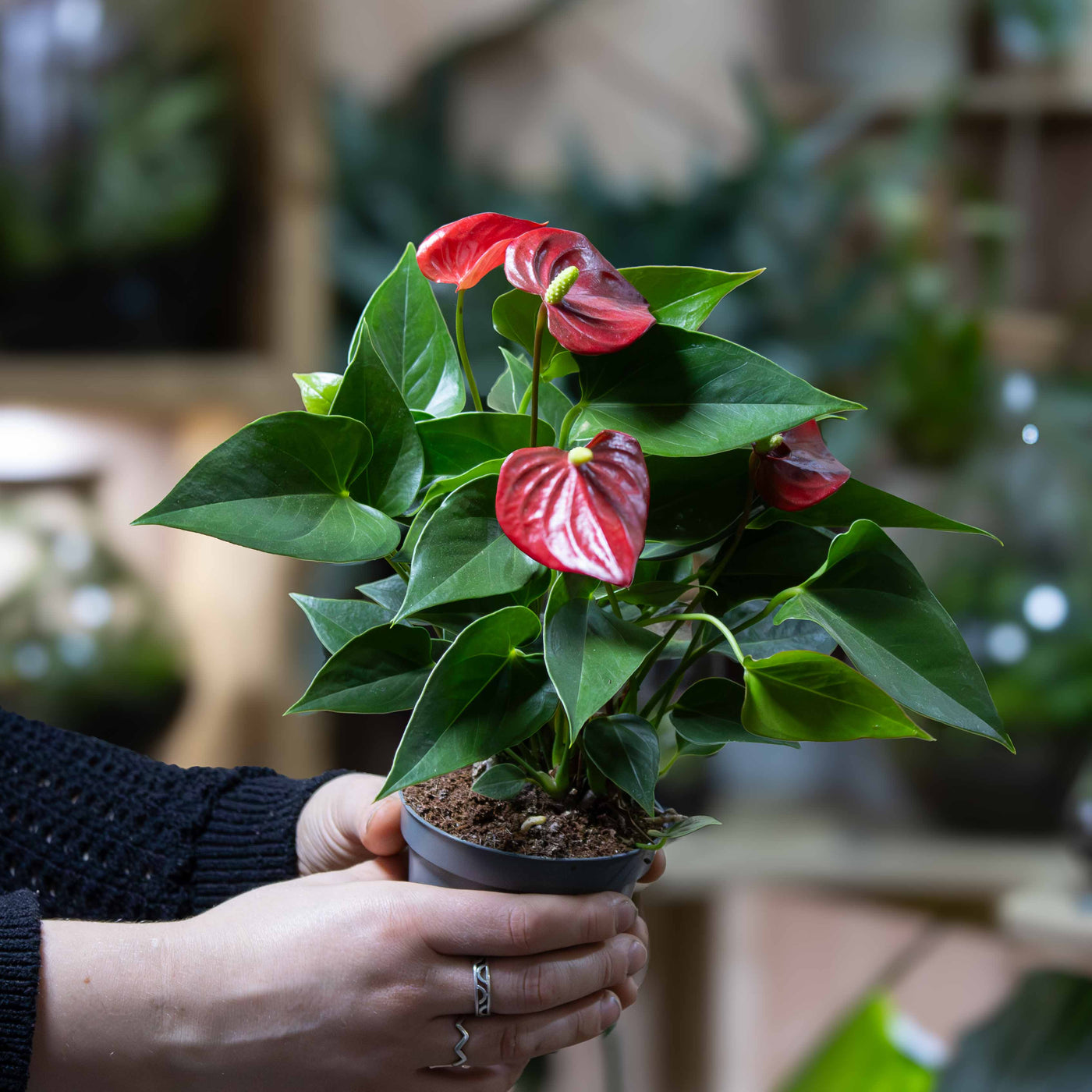 12cm Anthurium andraeanum with long-lasting red blooms, ideal for modern interiors, colourful displays and premium houseplant collections.