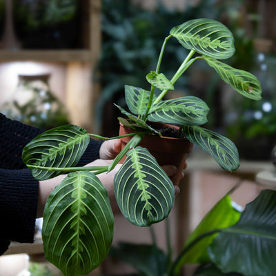 Maranta leuconeura (Prayer Plant) in 12cm pot with patterned green leaves and night-folding movement, ideal for stylish indoor décor and plant lovers.