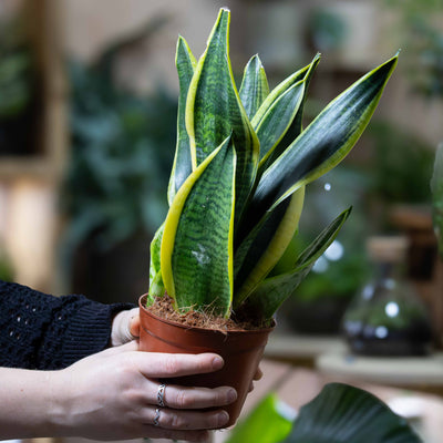 12cm Dracaena trifasciata with strong upright growth, great for desks, entryways, and stylish home décor with easy-care greenery.