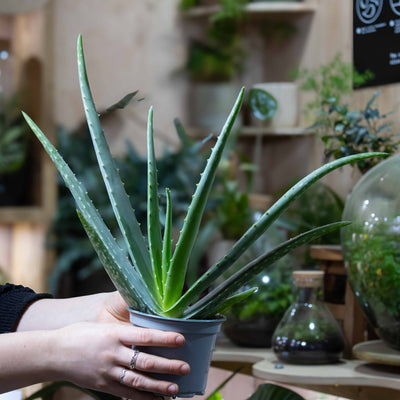 12cm Aloe vera plant with upright sculptural leaves, suitable for kitchens, desks, windowsills, and minimal-care indoor displays.
