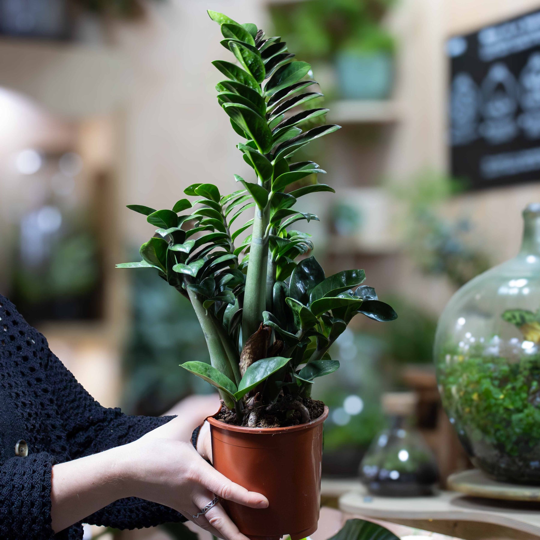 zamicro zz plant Zamioculcas zamiifolia (ZZ Plant) 12cm | For Sale