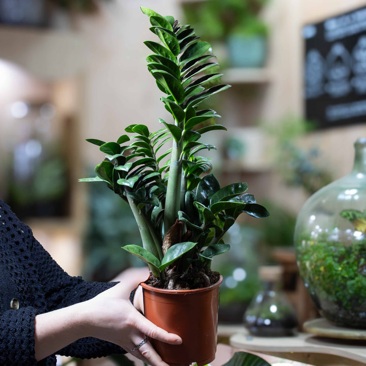 zamioculcas zamiifolia indoor plants Zamioculcas zamiifolia (ZZ Plant) 12cm | For Sale