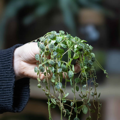 Peperomia prostrata (String of Turtles) 6cm
