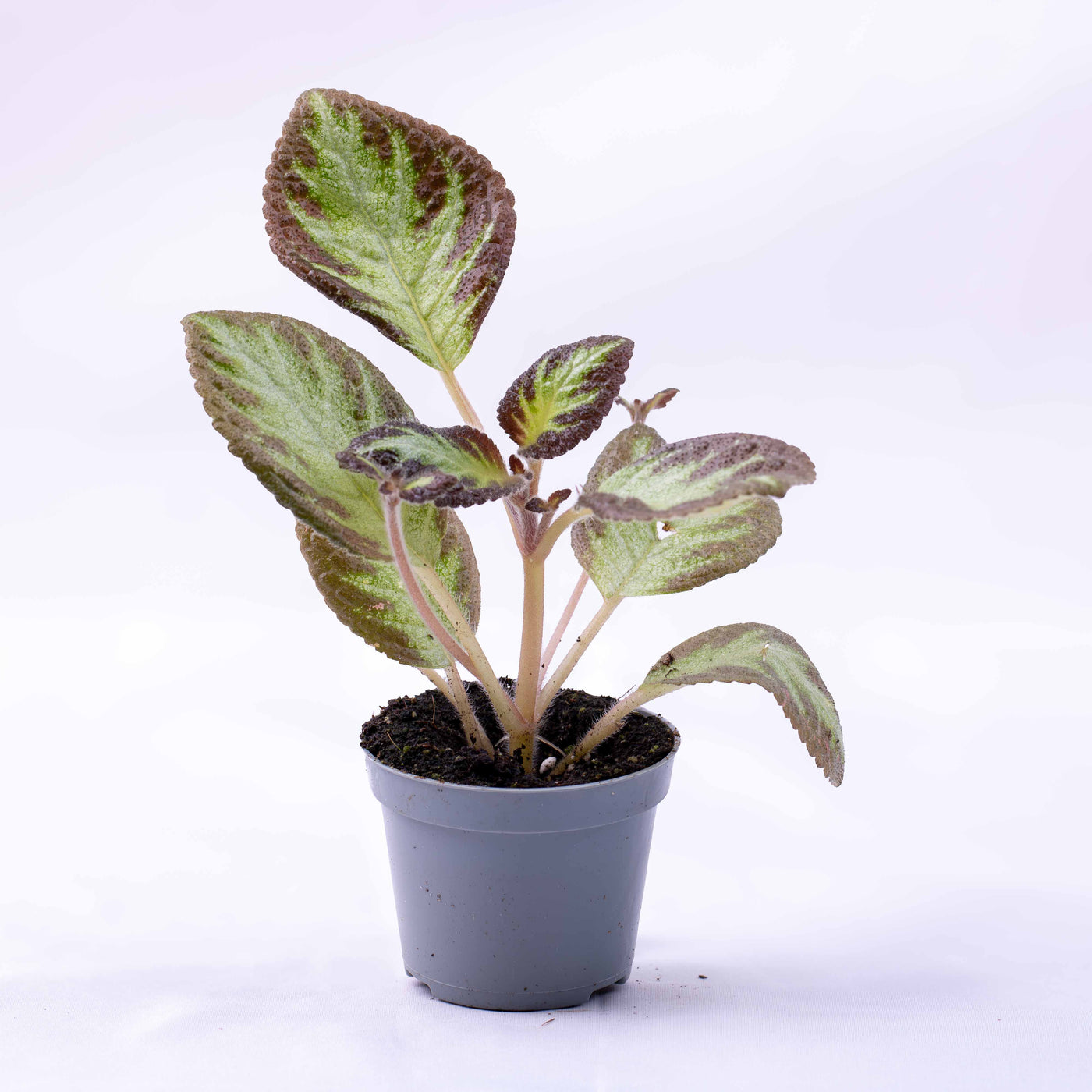 Episcia cupreata (Flame Violet) in 6cm pot with velvety patterned foliage, perfect for terrariums, plant shelves, and tropical collections.