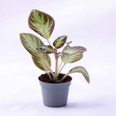 Episcia cupreata (Flame Violet) in 6cm pot with velvety patterned foliage, perfect for terrariums, plant shelves, and tropical collections.