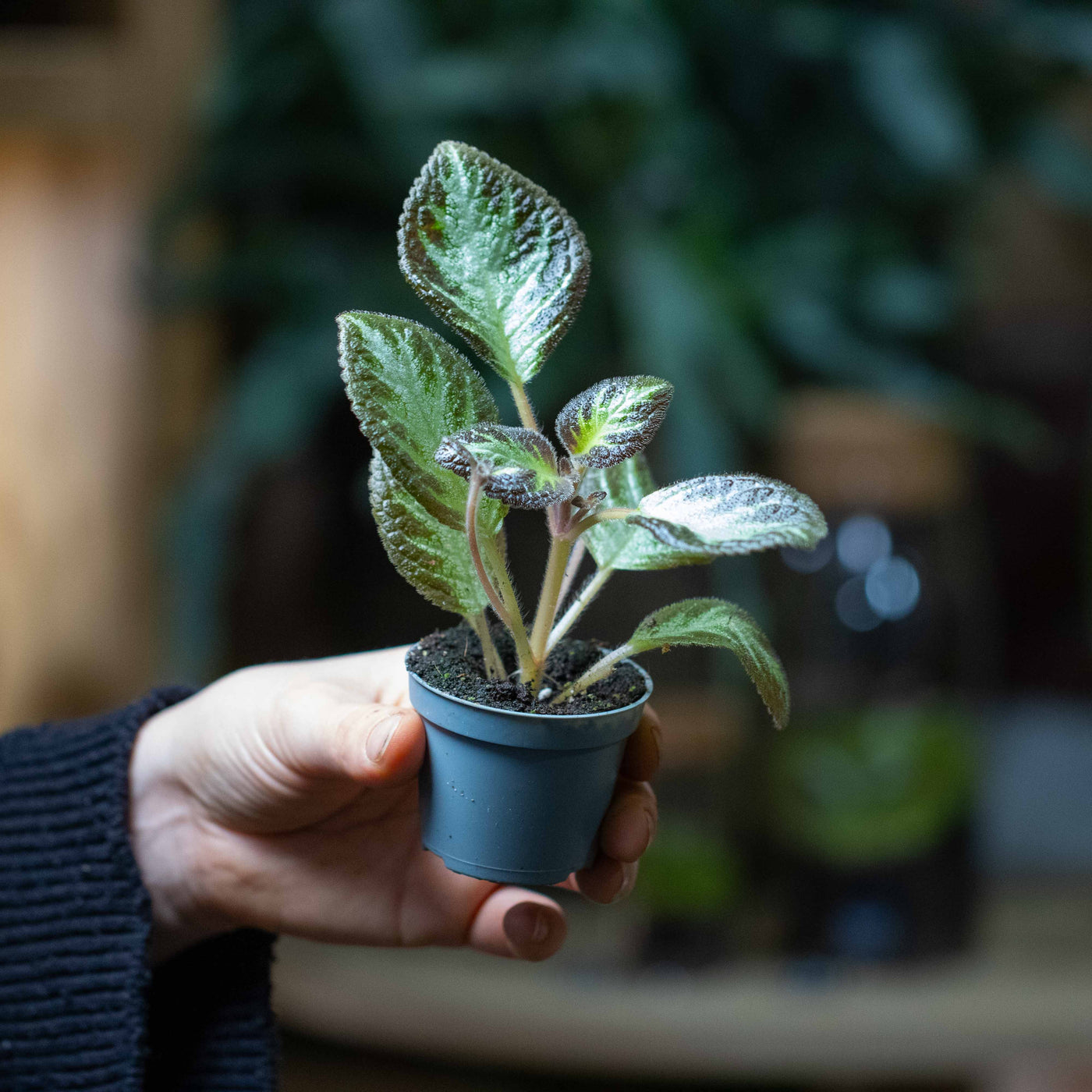 Mini Episcia cupreata plant with decorative foliage in a small pot, suitable for terrariums, warm indoor rooms, and collector displays.