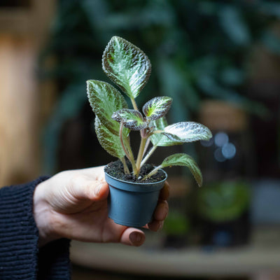 Mini Episcia cupreata plant with decorative foliage in a small pot, suitable for terrariums, warm indoor rooms, and collector displays.