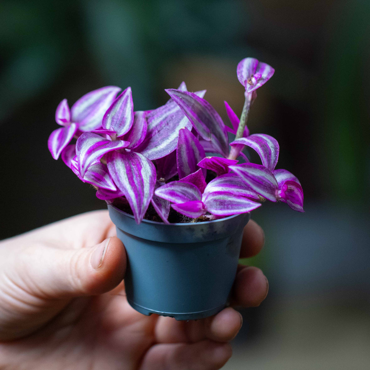 Compact 6cm Tradescantia zebrina ‘Pink Paradise’ with trailing multicolour stems, great for shelves, gifts, and eye-catching home décor.