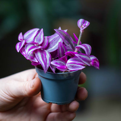 Compact 6cm Tradescantia zebrina ‘Pink Paradise’ with trailing multicolour stems, great for shelves, gifts, and eye-catching home décor.