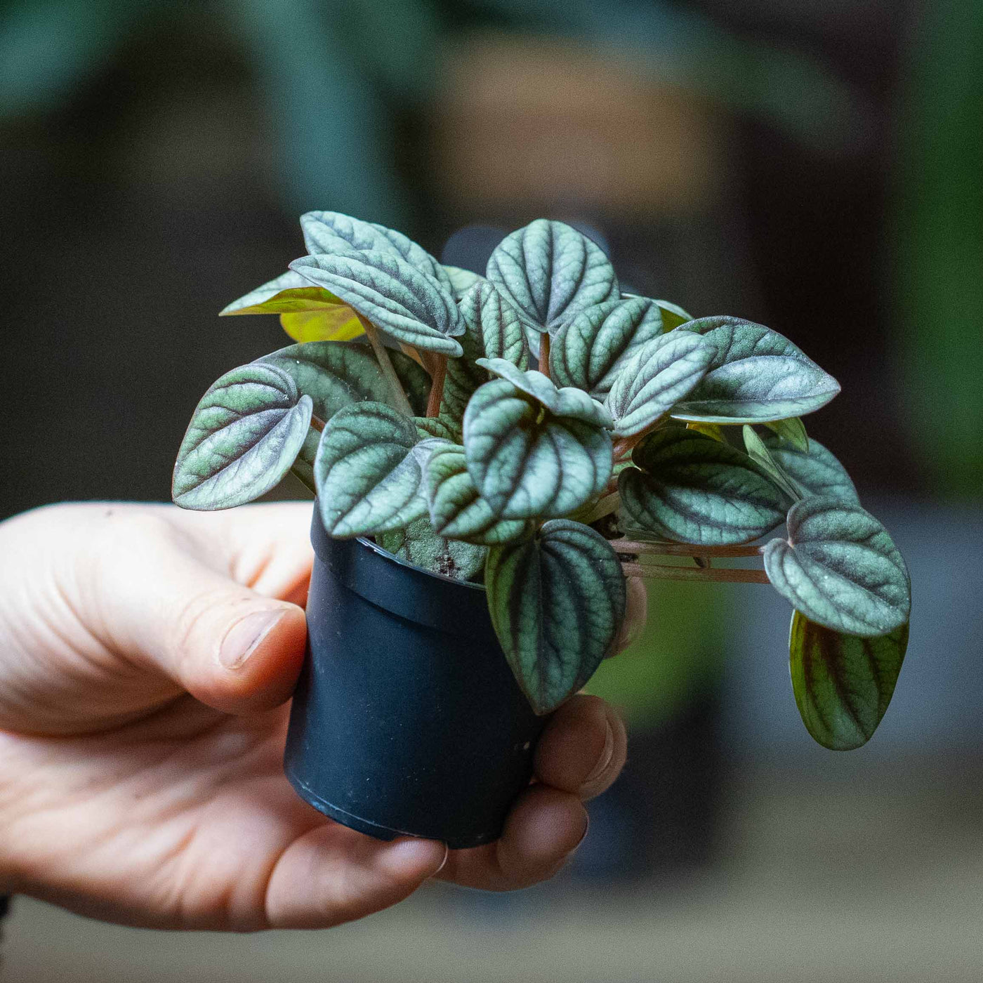 Close-up of Peperomia piccolo foliage showing intricate leaf texture and miniature growth, ideal for indoor plant lovers and collectors.