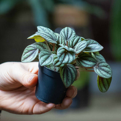 Close-up of Peperomia piccolo foliage showing intricate leaf texture and miniature growth, ideal for indoor plant lovers and collectors.