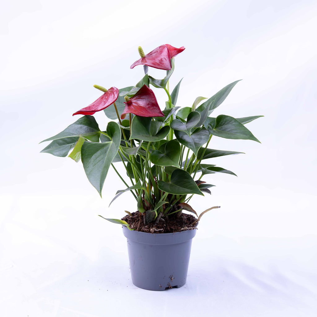 Anthurium andraeanum (Red Flamingo) 12cm | For Sale