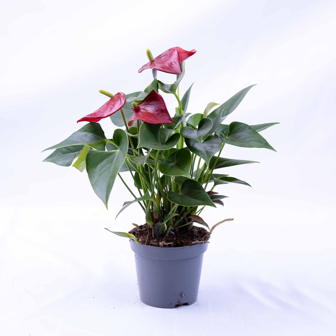 Anthurium andraeanum (Red Flamingo) in 12cm pot with glossy red flowers and heart-shaped leaves, ideal for bold indoor décor and gifting.