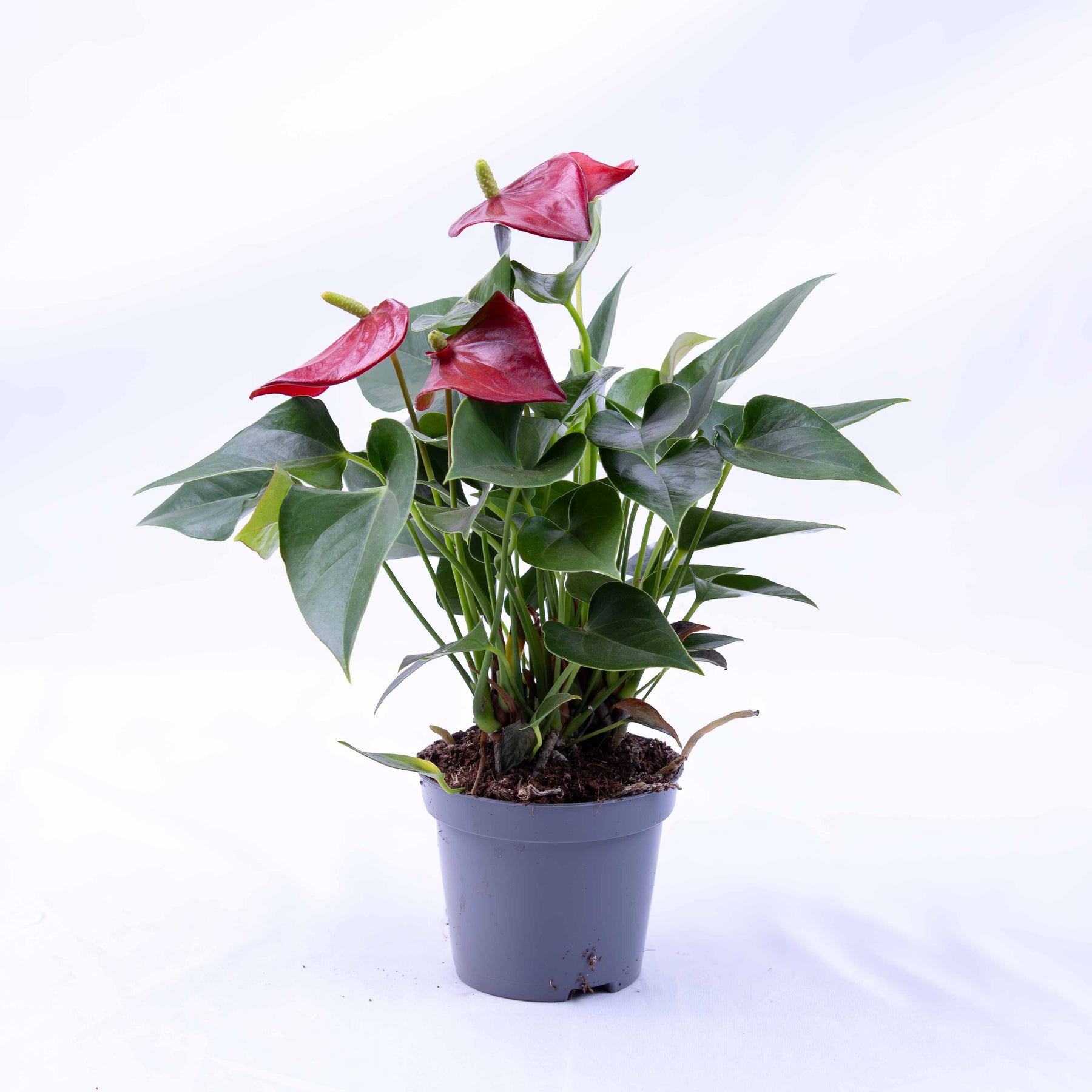 anthurium cirano Anthurium andraeanum (Red Flamingo) 12cm