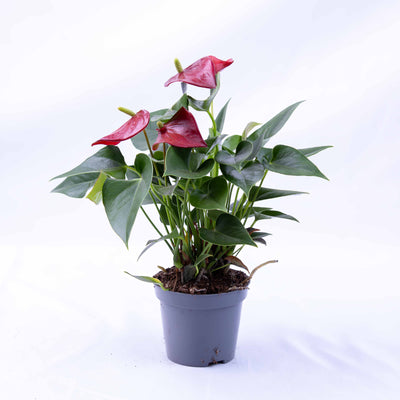 Anthurium andraeanum (Red Flamingo) in 12cm pot with glossy red flowers and heart-shaped leaves, ideal for bold indoor décor and gifting.