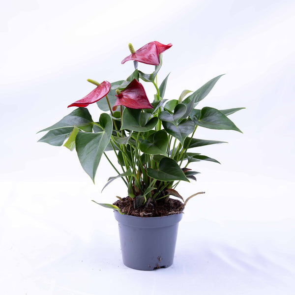 anthurium andrego cena Anthurium andraeanum (Red Flamingo) 12cm