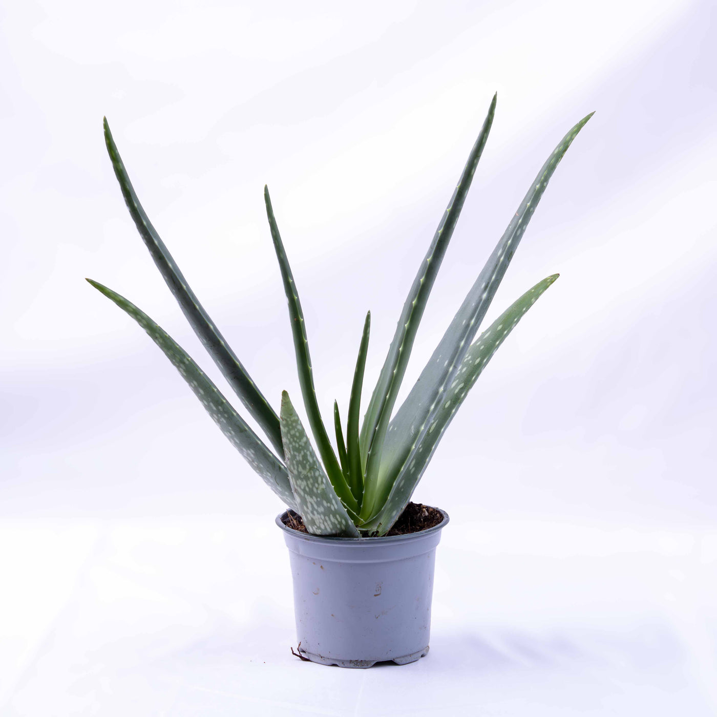 Aloe vera (First Aid Plant) in 12cm pot with thick green succulent leaves, ideal for bright interiors, wellbeing spaces, and low-care greenery.