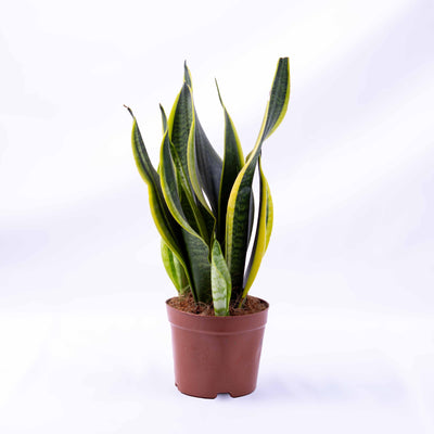 Dracaena trifasciata (Snake Plant) in 12cm pot with upright green banded leaves, ideal for modern décor, offices, and low-maintenance plant styling.
