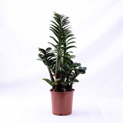 Zamioculcas zamiifolia (ZZ Plant) 12cm