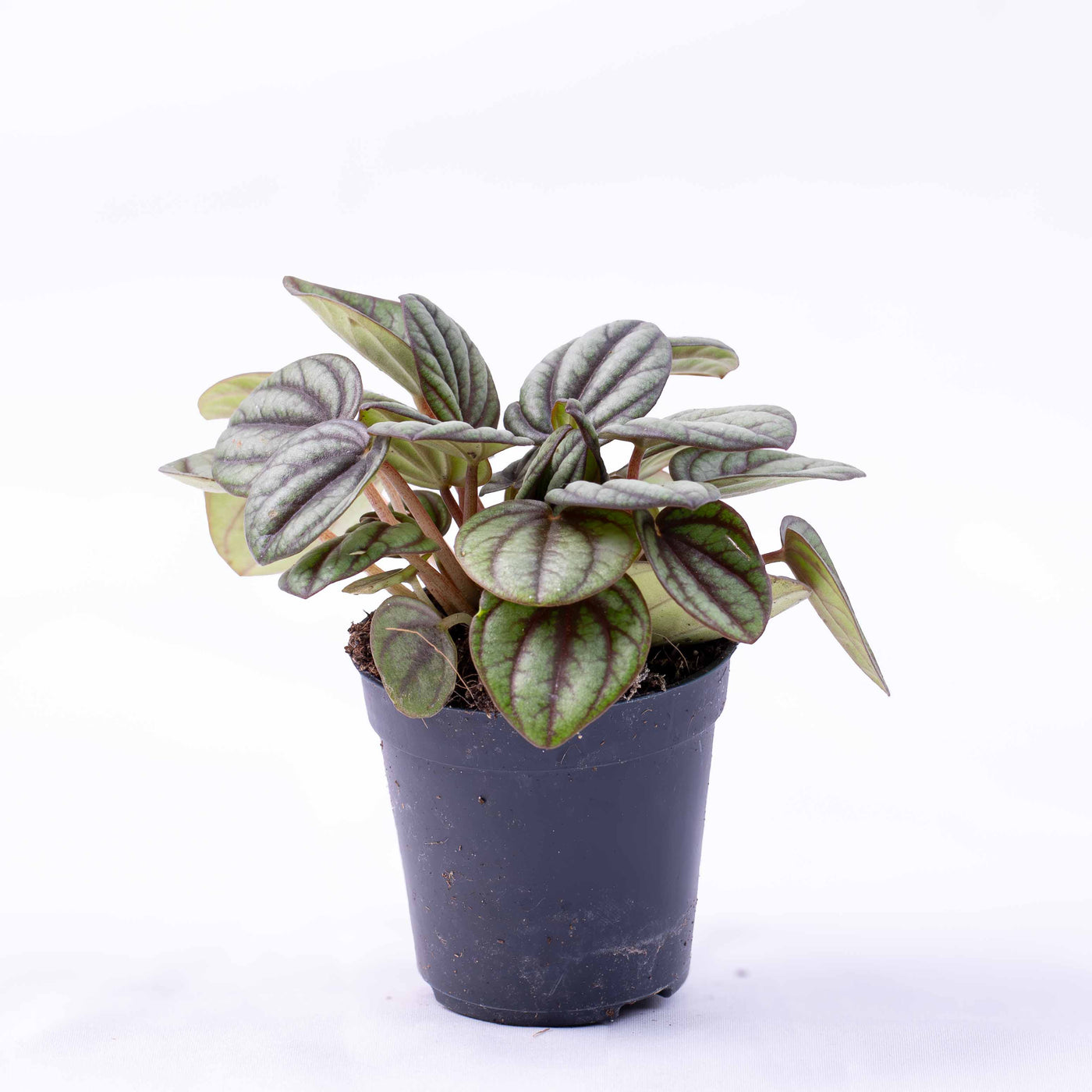 Peperomia piccolo (Peacock Peperomia) in 6cm pot with patterned green leaves and red stems, perfect for terrariums and compact plant displays.
