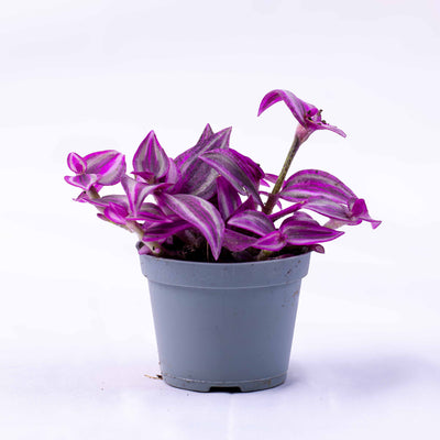 Tradescantia zebrina ‘Pink Paradise’ in 6cm pot with bold pink, purple and silver striped leaves, ideal for colourful indoor styling and trailing displays.