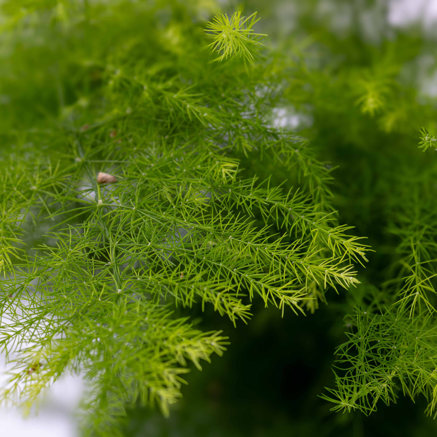 Asparagus setaceus plumosa (Asparagus fern) 6cm