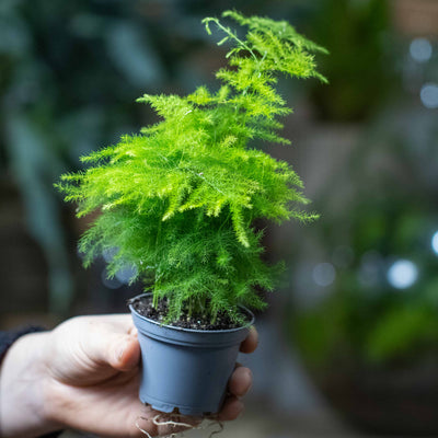 Asparagus setaceus plumosa (Asparagus fern) 6cm