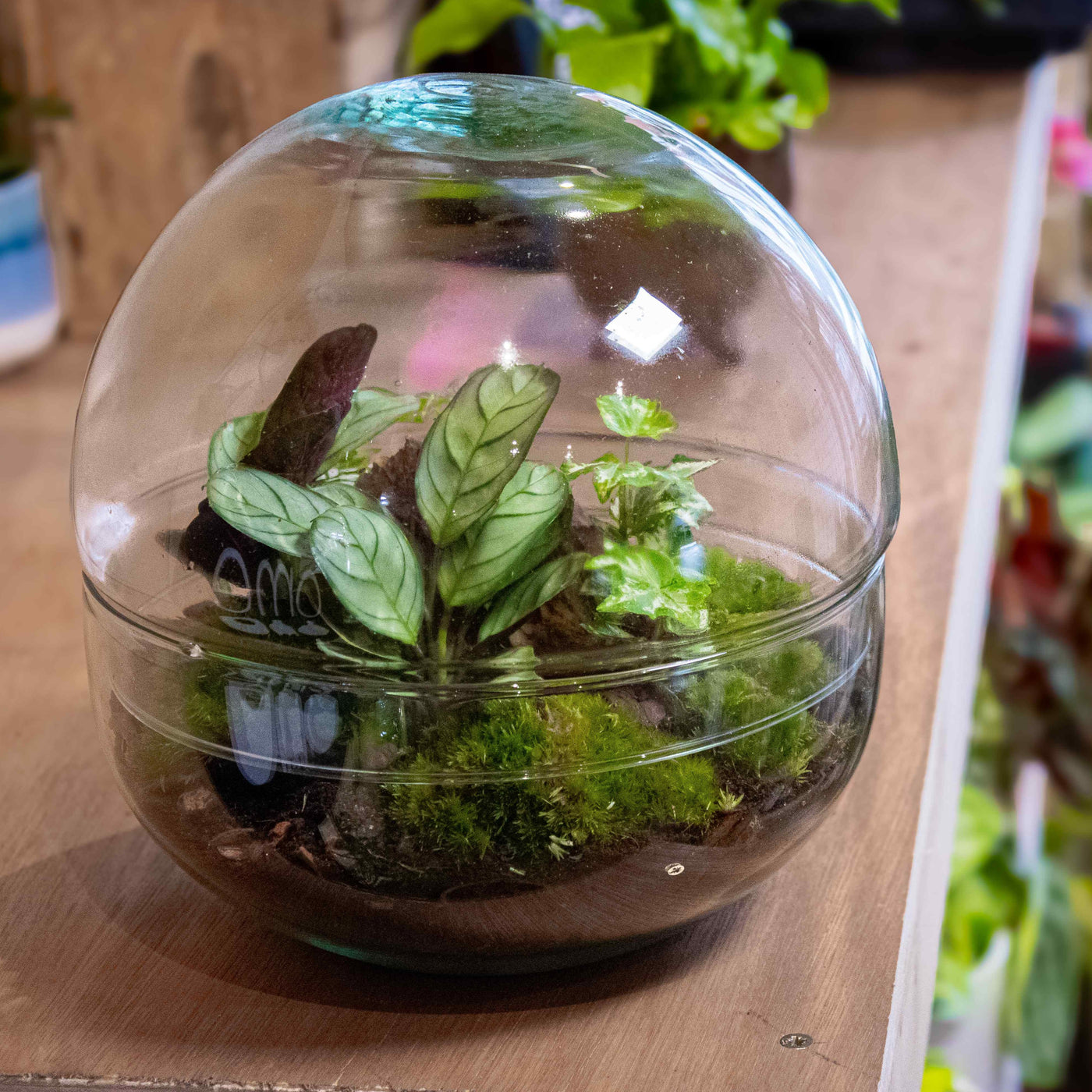 Shop DIY glass terrariums kits
