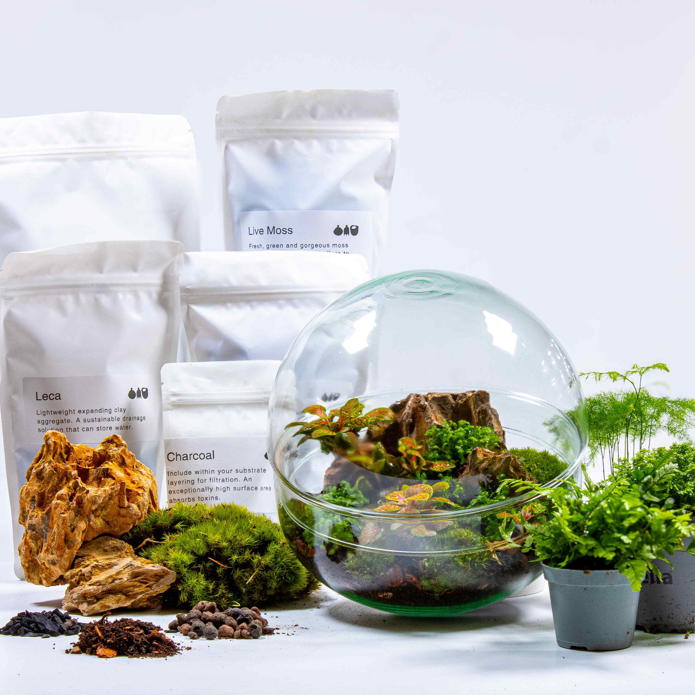 Make your own terrarium! Tropical closed ecosystem kit