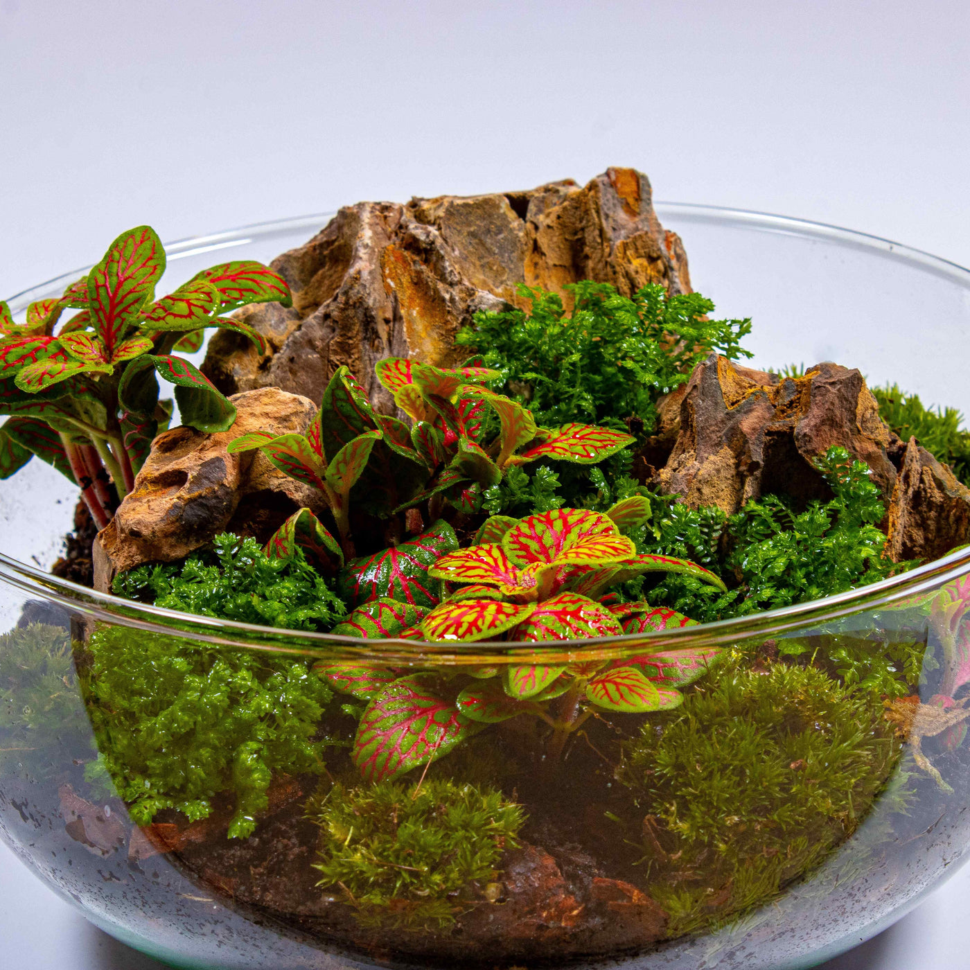 DIY orb moss terrarium kit with decorative stone 