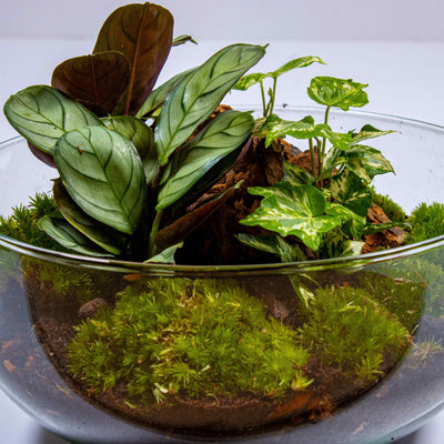 Terrarium DIY kit with tropical foliage and miniature stone
