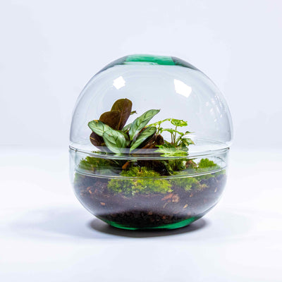 Craft your own living art installation with our sizable terrarium glass.