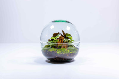 Closed terrarium kit with lush greenery and colourful plants