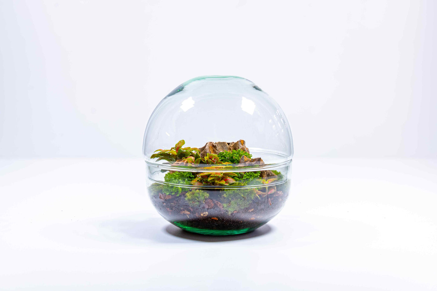 Glass globe terrarium DIY kit with tropical plants and green terrain