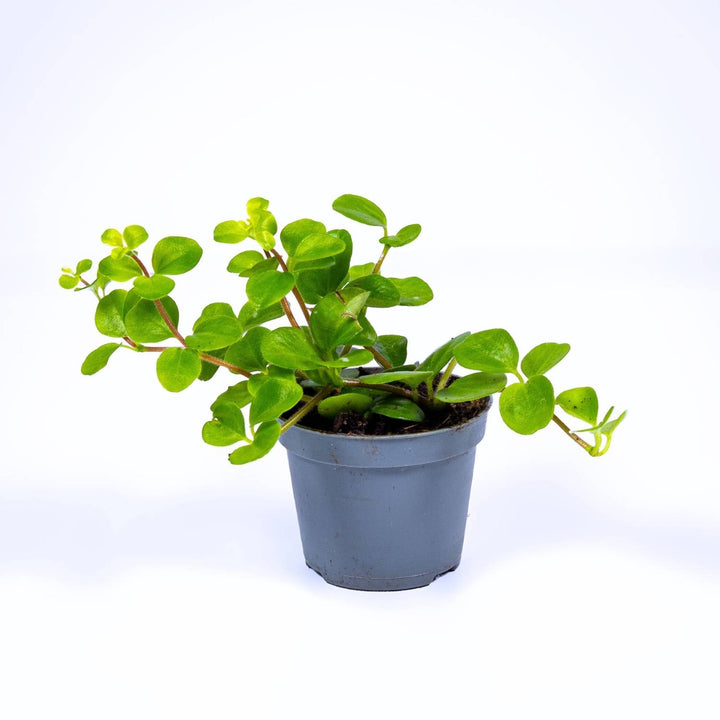 jade terrarium plant Peperomia rotundifolia (Trailing Jade Plant) | For Sale