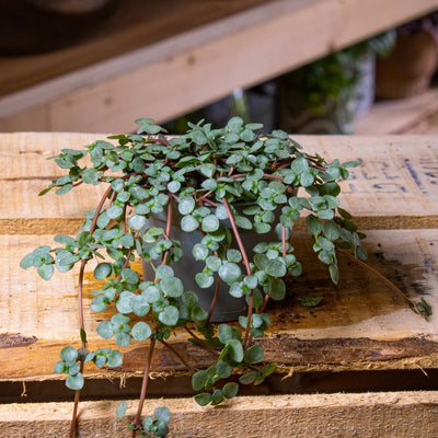 Pilea glauca terrarium plant from ome