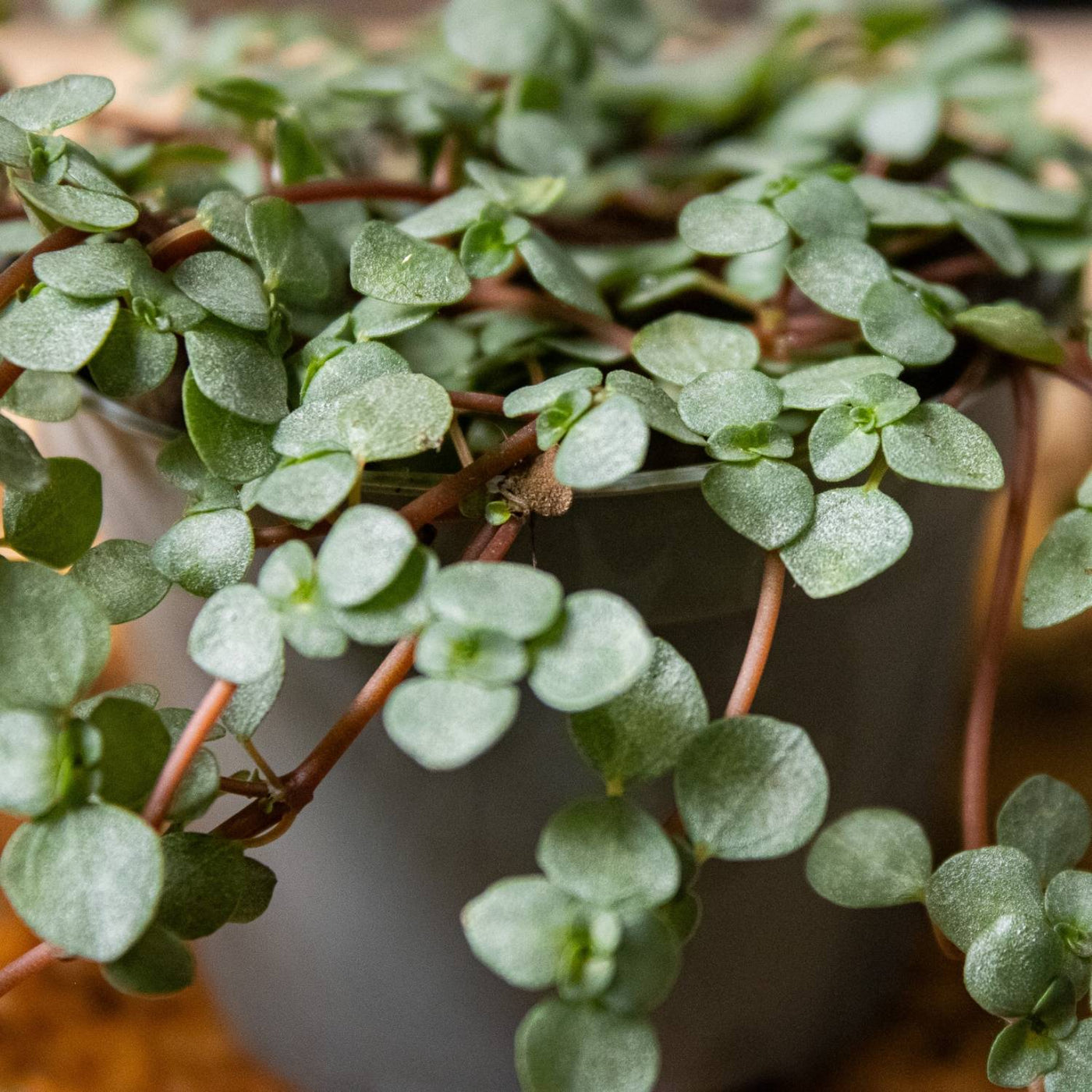 Silver sprinkles terrarium plant 6cm