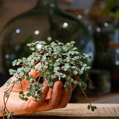 Pilea glaucophylla for terrariums and houseplant