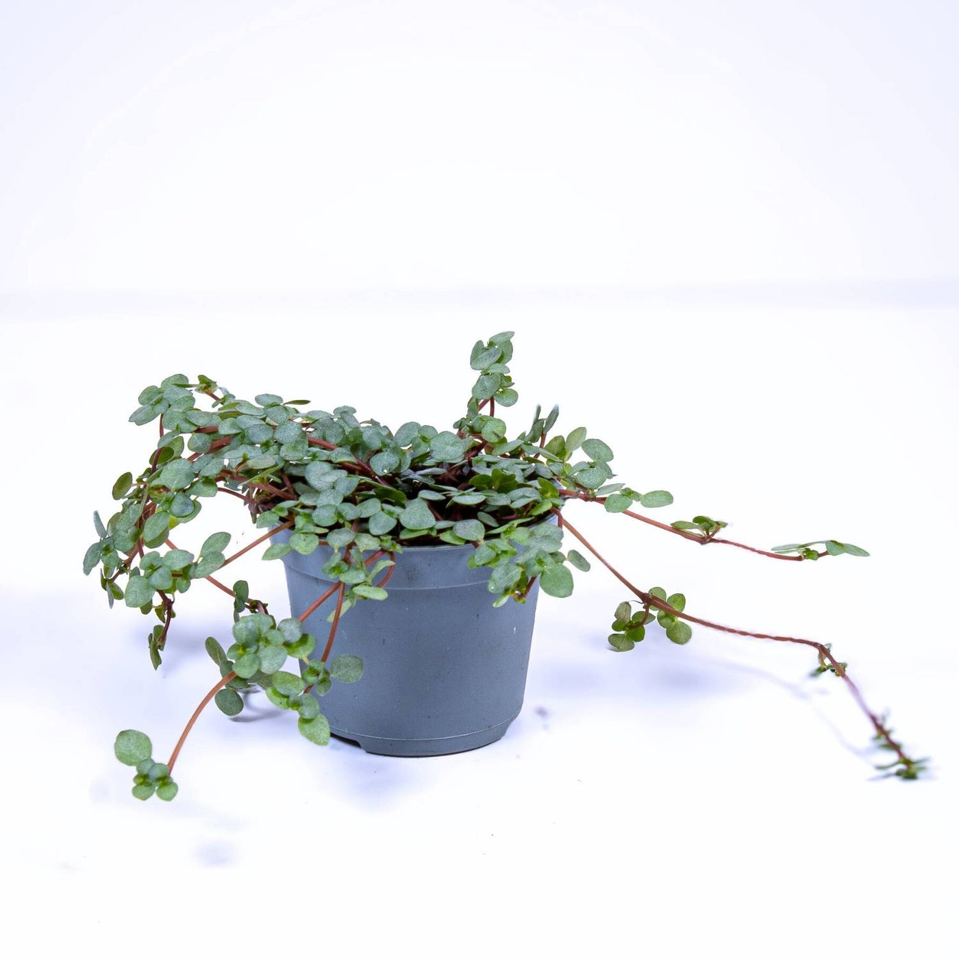 Pilea libanensis 6cm for sale 