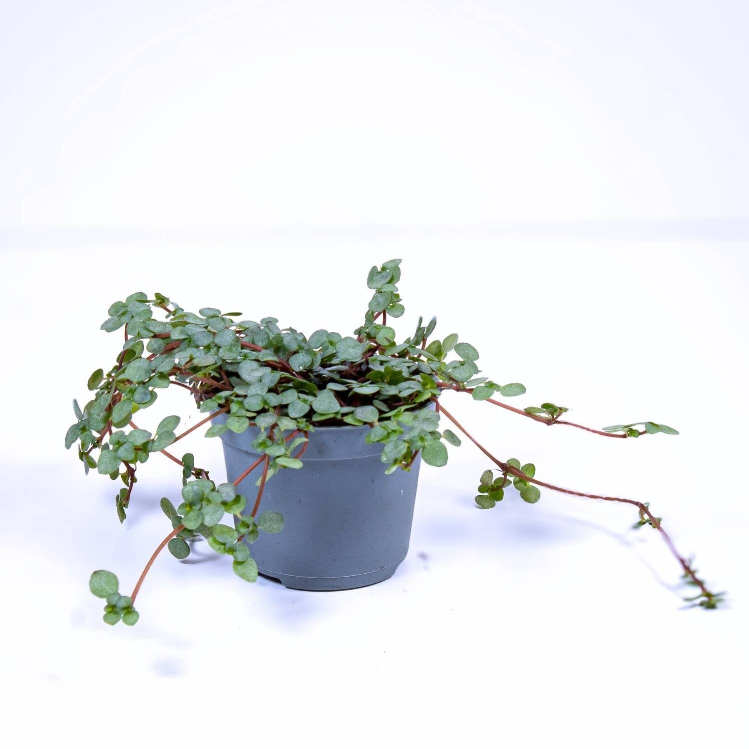 Pilea Peperomioides POWERS TO FLOWERS - Pianta Vera In Vaso 16cm Pilea Peperomioides POWERS TO FLOWERS - Pianta Vera In Vaso 16cm
