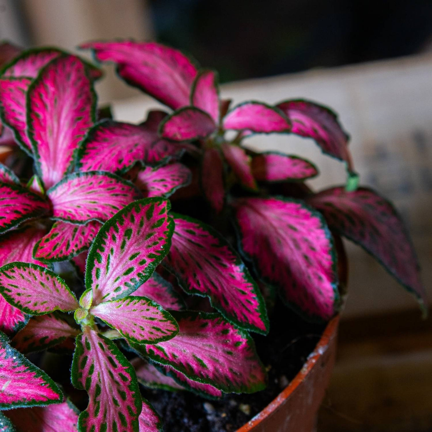 Fittonia albivenis (Nerve Plant) 8cm